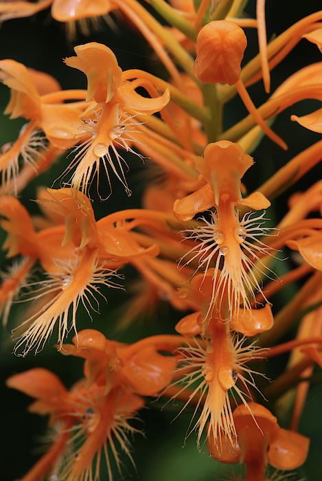 Orange Fringed Orchid by Robin Street-Morris Orange Fringed Orchid by Robin Street-Morris